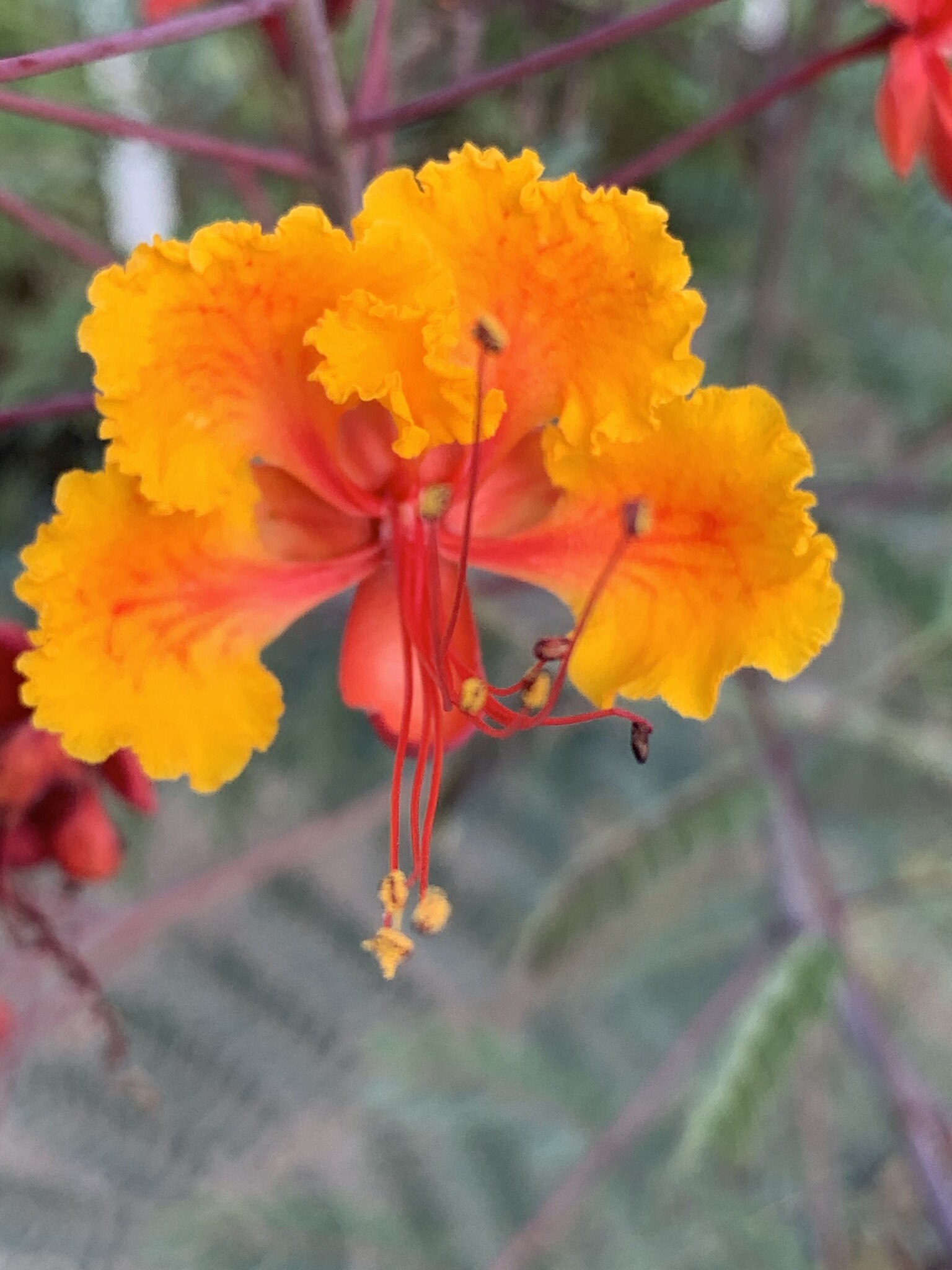 PRIDE OF BARBADOS, 3G, AKA Mexican Bird of Paradise