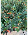 David Verity Cuphea 1 Gallon - Cuphea llavea 'David Verity'