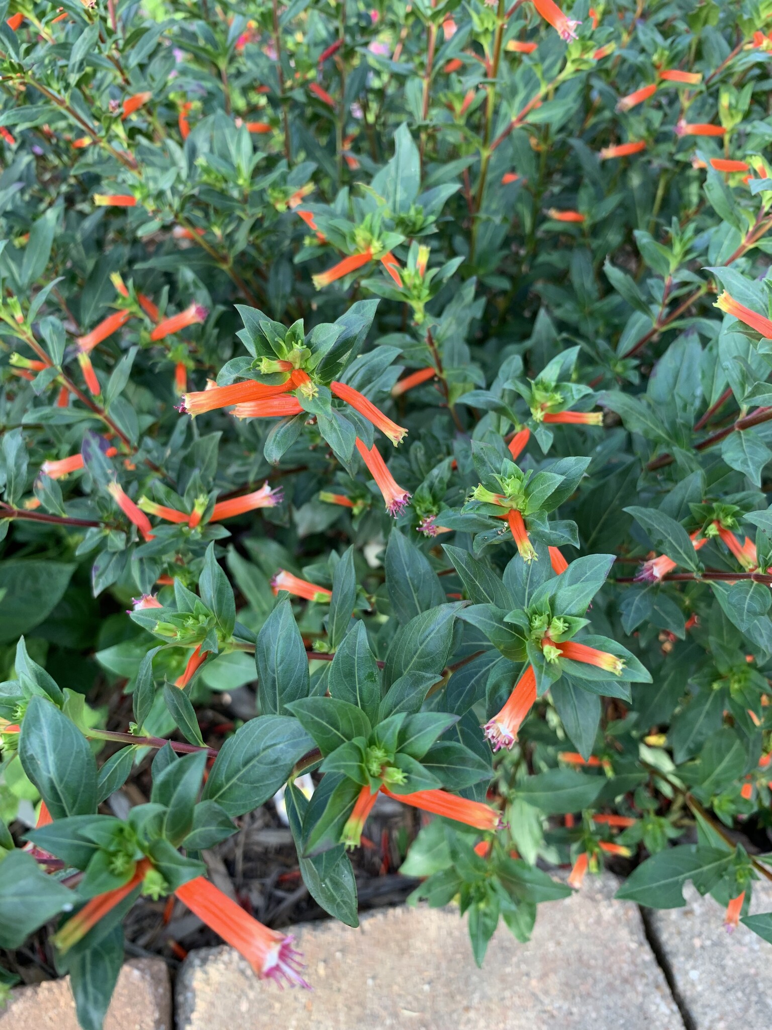 David Verity Cuphea 1 Gallon - Cuphea llavea 'David Verity'