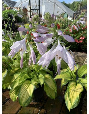 Hosta 'Fragrant Bouquet' 1G