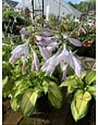 'Fragrant Bouquet' Hosta 1 Gallon - Fragrant White Flowers