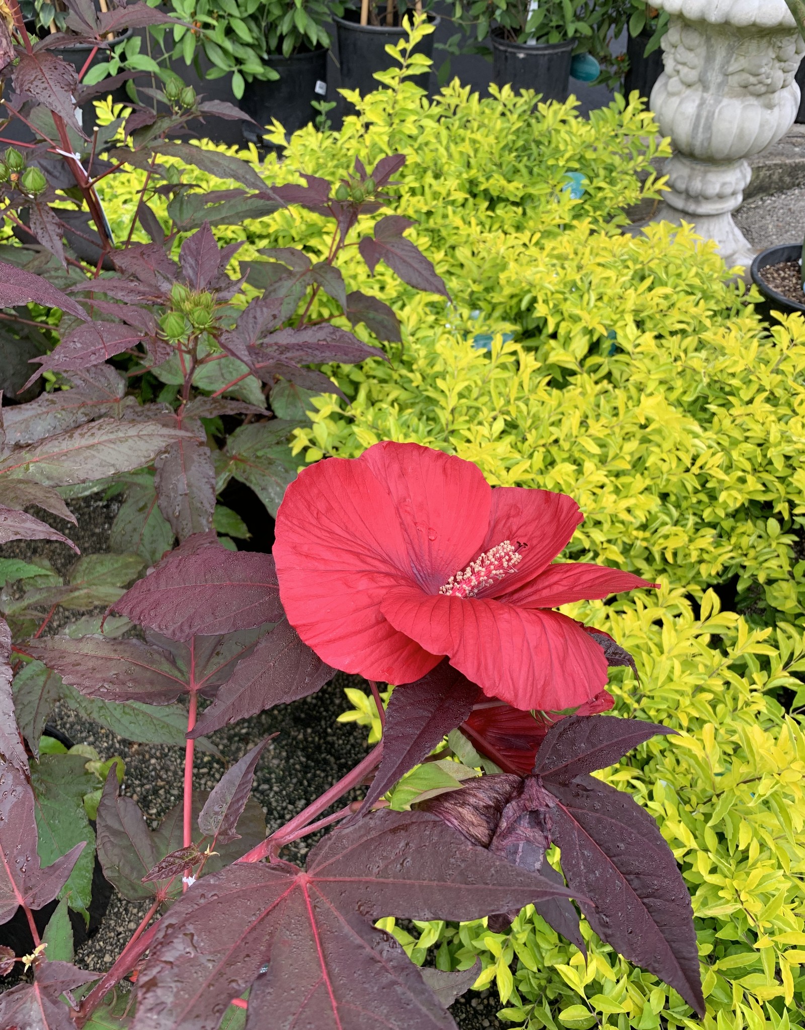 HIBISCUS PERENNIAL, Midnight Marvel 3G Bronze Leaf Red Growers Outlet