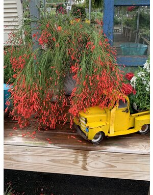 Firecracker Fern 'Red' 3G