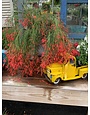 Red Firecracker Fern 3 Gallon - Russelia equisetiformis