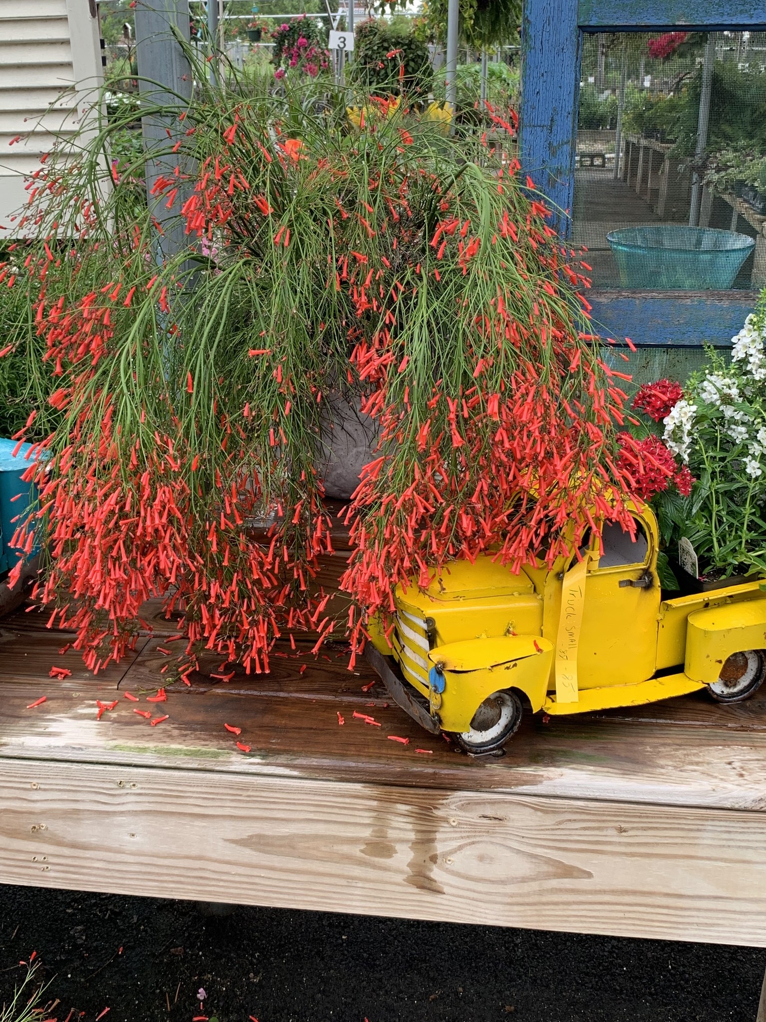 Red Firecracker Fern 3 Gallon - Russelia equisetiformis