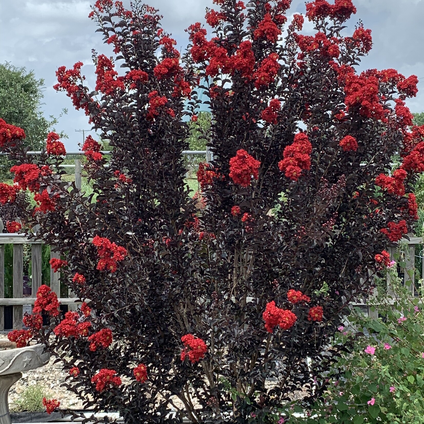 CRAPE MYRTLE, 'EBONY FLAME', 3G (black leaves red flowers)