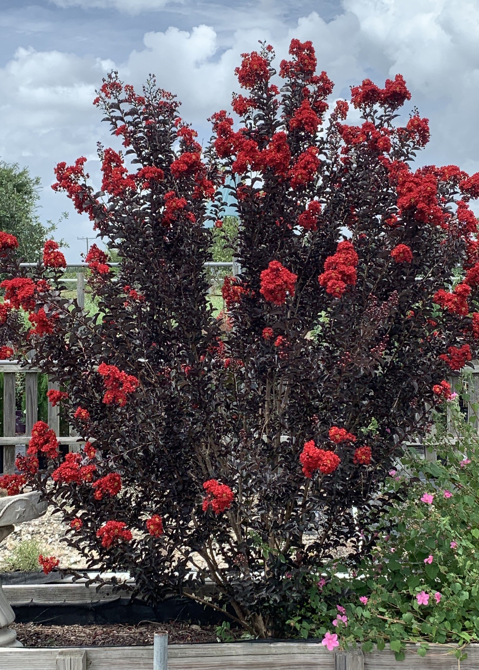 Crape Myrtle, Ebony Flame 3G (black leaves red flowers) - Growers