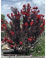 'EBONY FLAME' CRAPE MYRTLE PLANT, 3 GALLON