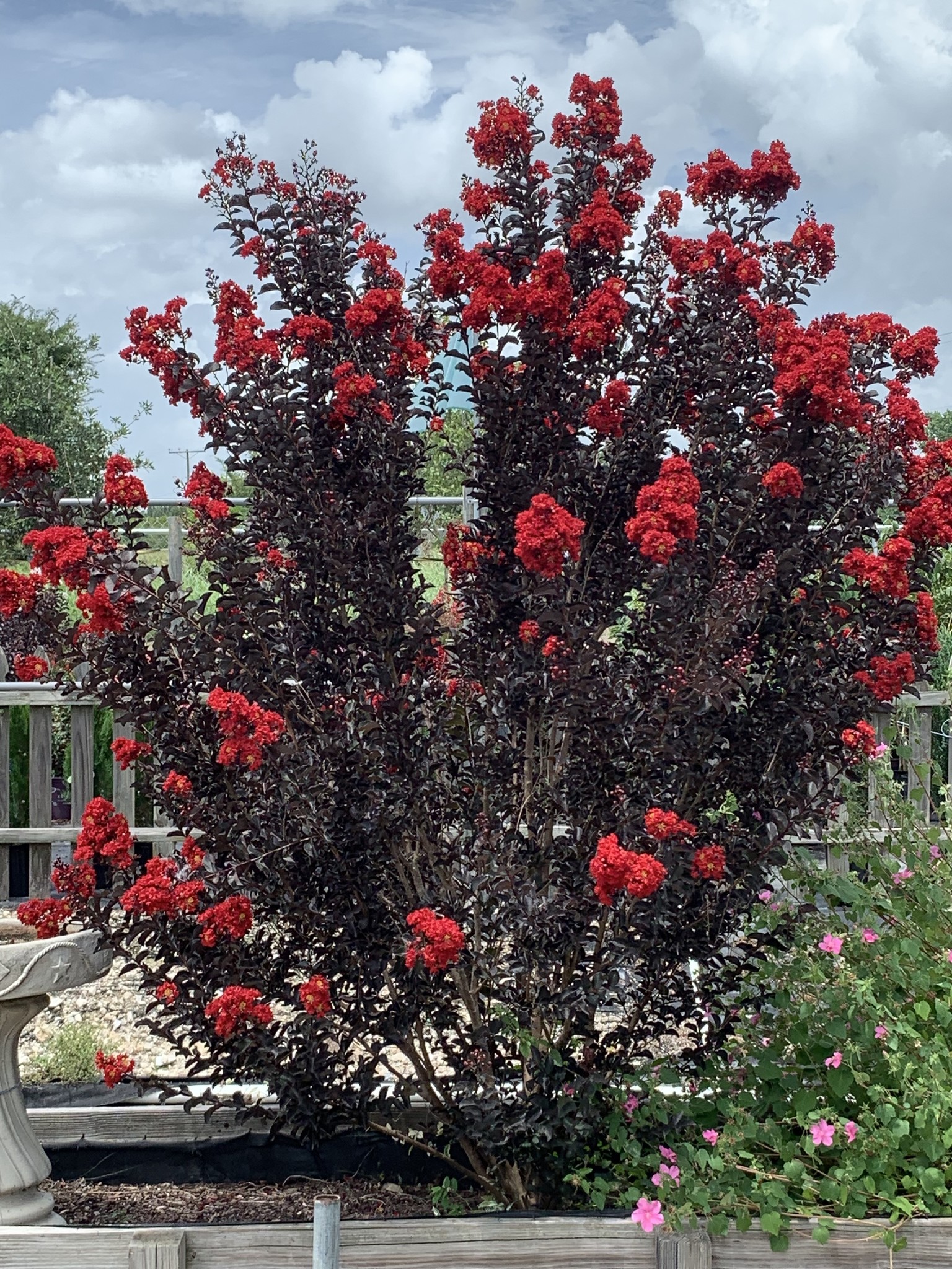 'EBONY FLAME' CRAPE MYRTLE PLANT, 3 GALLON