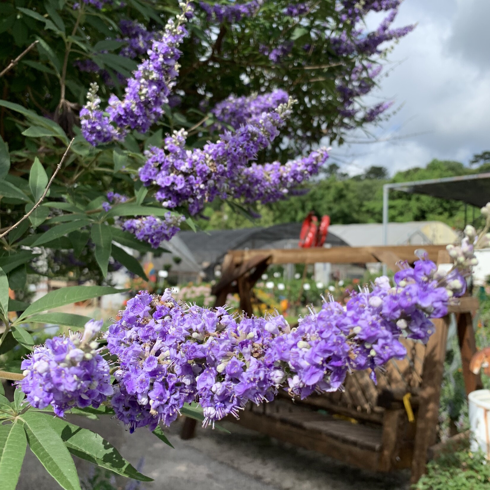 VITEX, CHASTE TREE, 'MONTROSE PURPLE' 3G