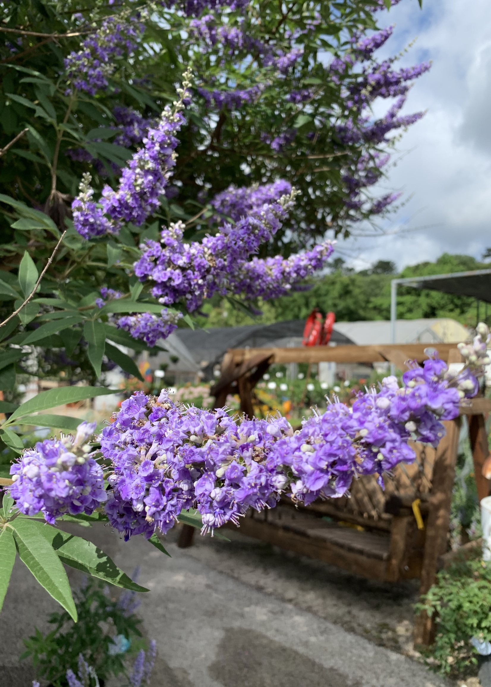 Vitex Chaste Montrose Purple 3g Growers Outlet Willis Texas