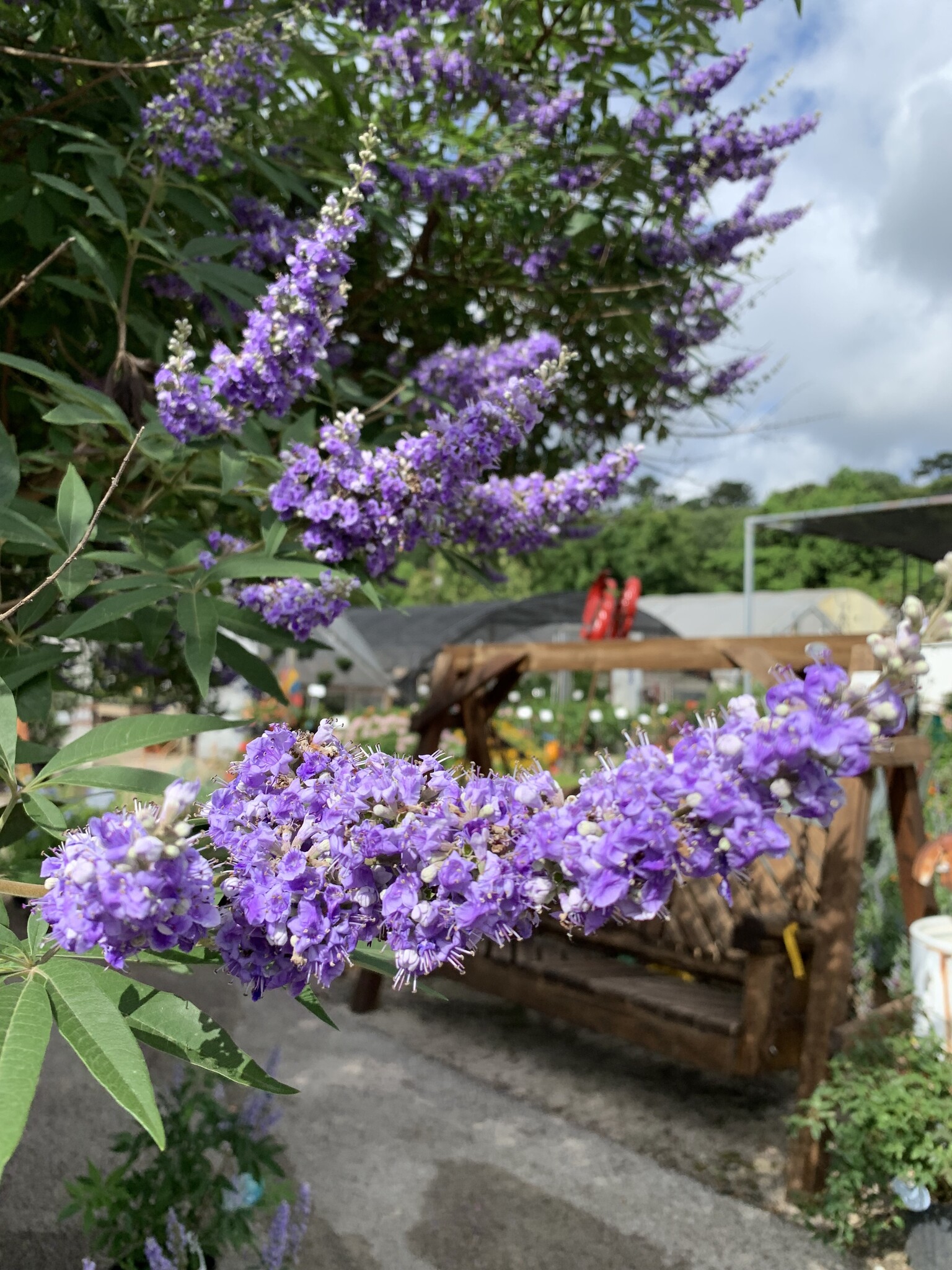 MONTROSE PURPLE VITEX TREE, 3 GALLON