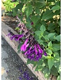 SALVIA, 'AMISTAD PURPLE', 1G