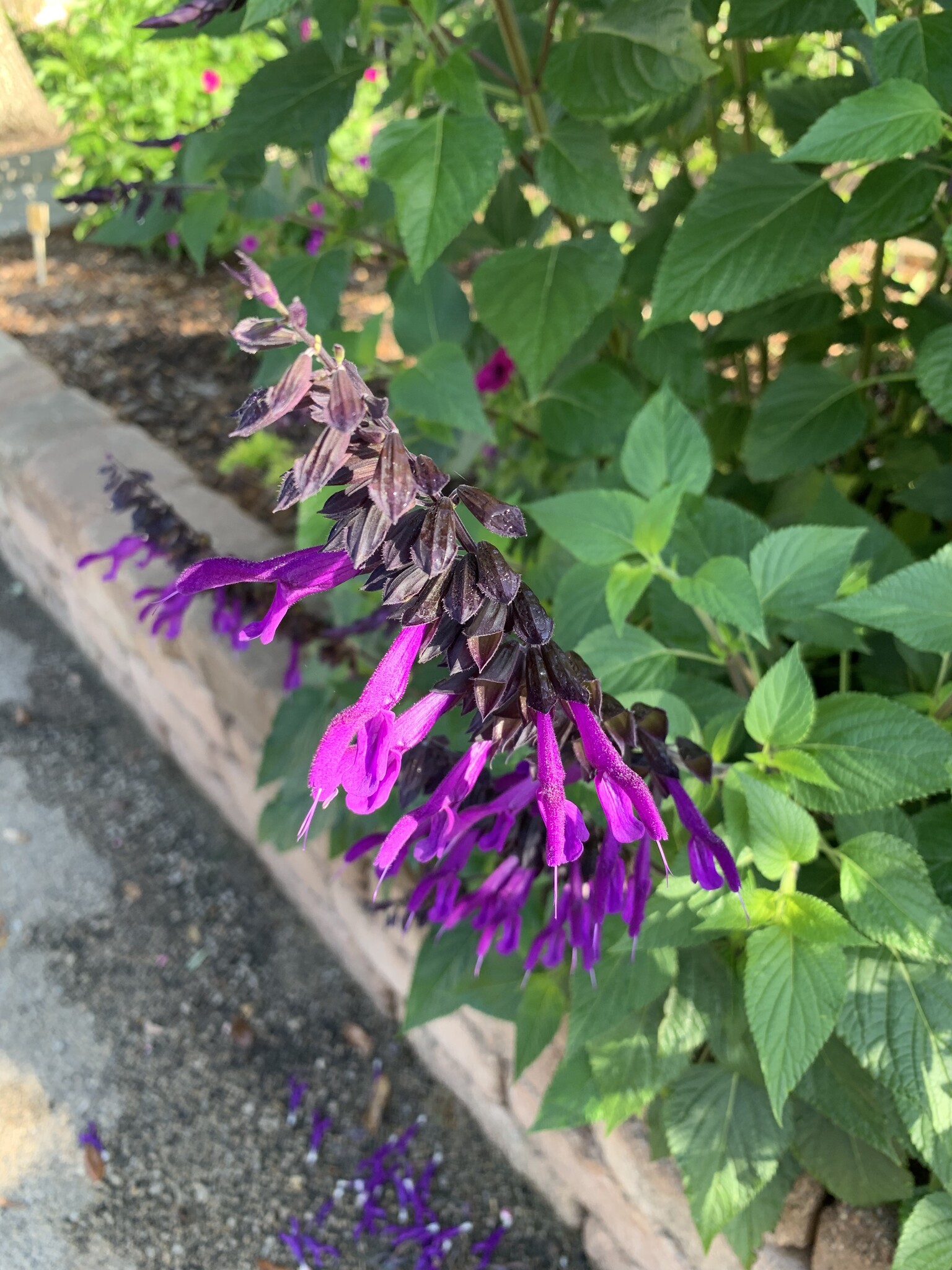 SALVIA, 'AMISTAD PURPLE', 1G