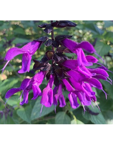 SALVIA, 'AMISTAD PURPLE', 1G