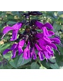 SALVIA, 'AMISTAD PURPLE', 1G