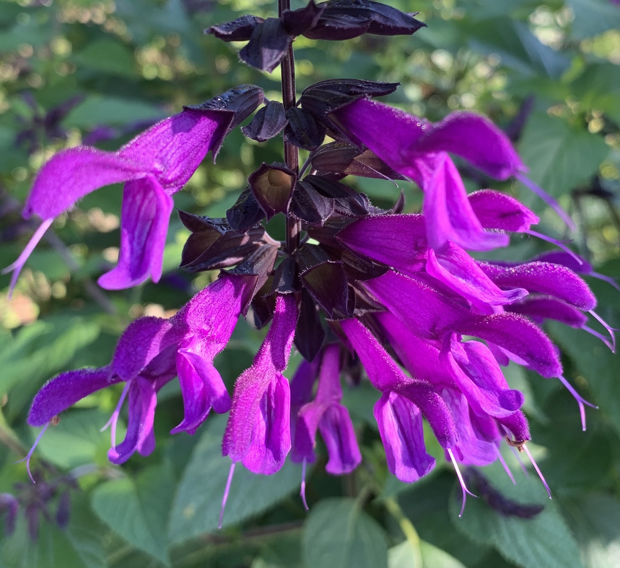 SALVIA, 'AMISTAD PURPLE', 1G