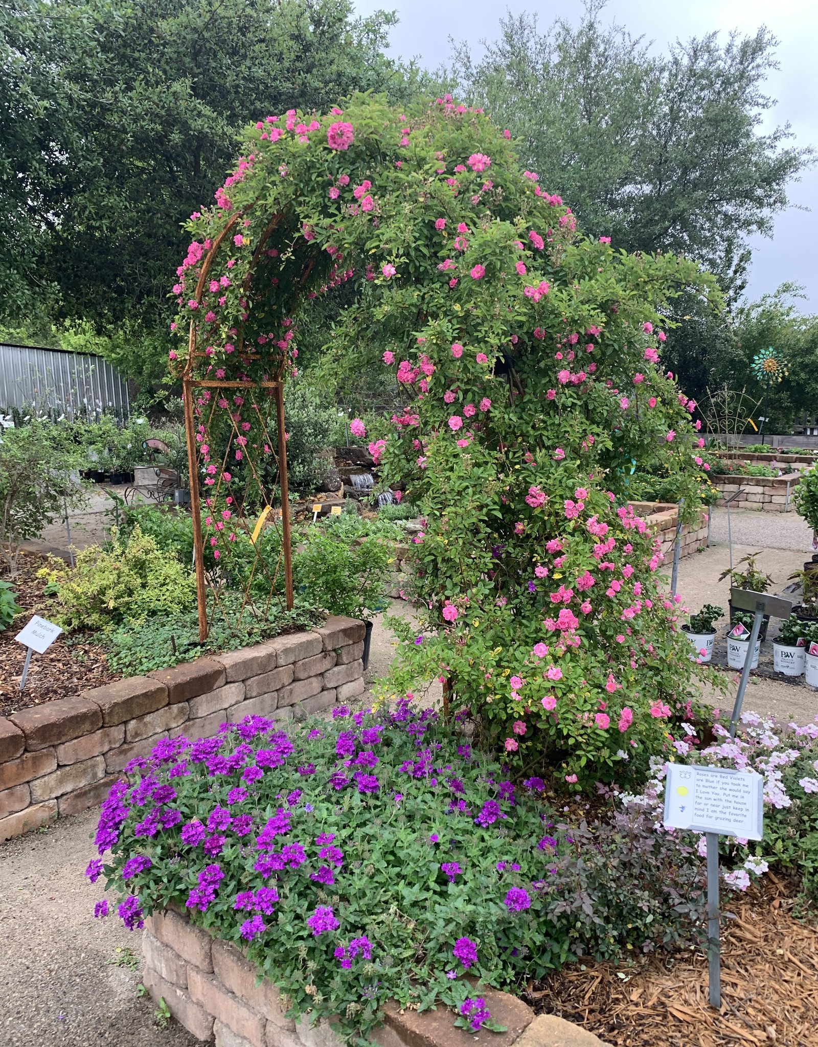 ROSE, PEGGY MARTIN 5G Trellis Growers Outlet