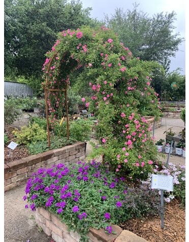 ROSE, 'PEGGY MARTIN', 5G ON TRELLIS