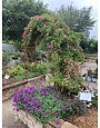 'PEGGY MARTIN' ROSE, 5 GALLON ON A TRELLIS