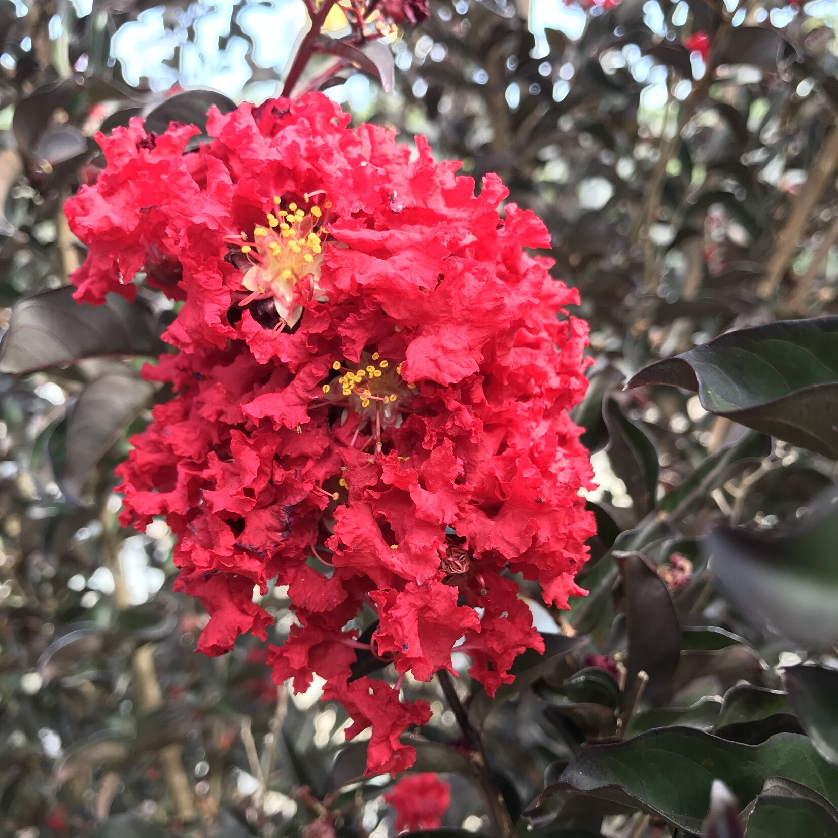 CRAPE MYRTLE, 'EBONY FLAME', 3G (black leaves red flowers)