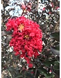 'EBONY FLAME' CRAPE MYRTLE PLANT, 3 GALLON
