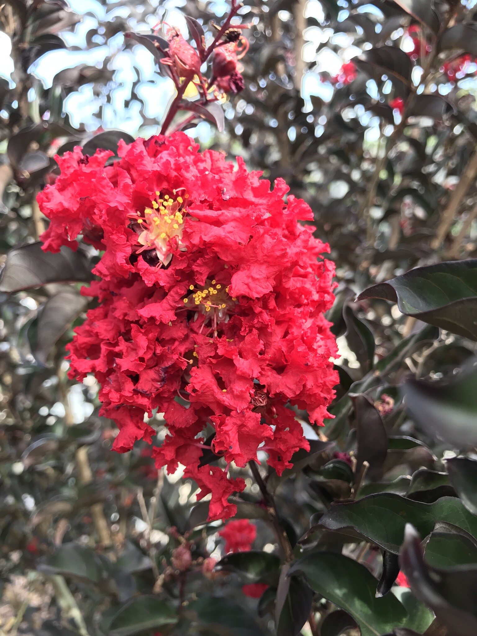 'EBONY FLAME' CRAPE MYRTLE PLANT, 3 GALLON