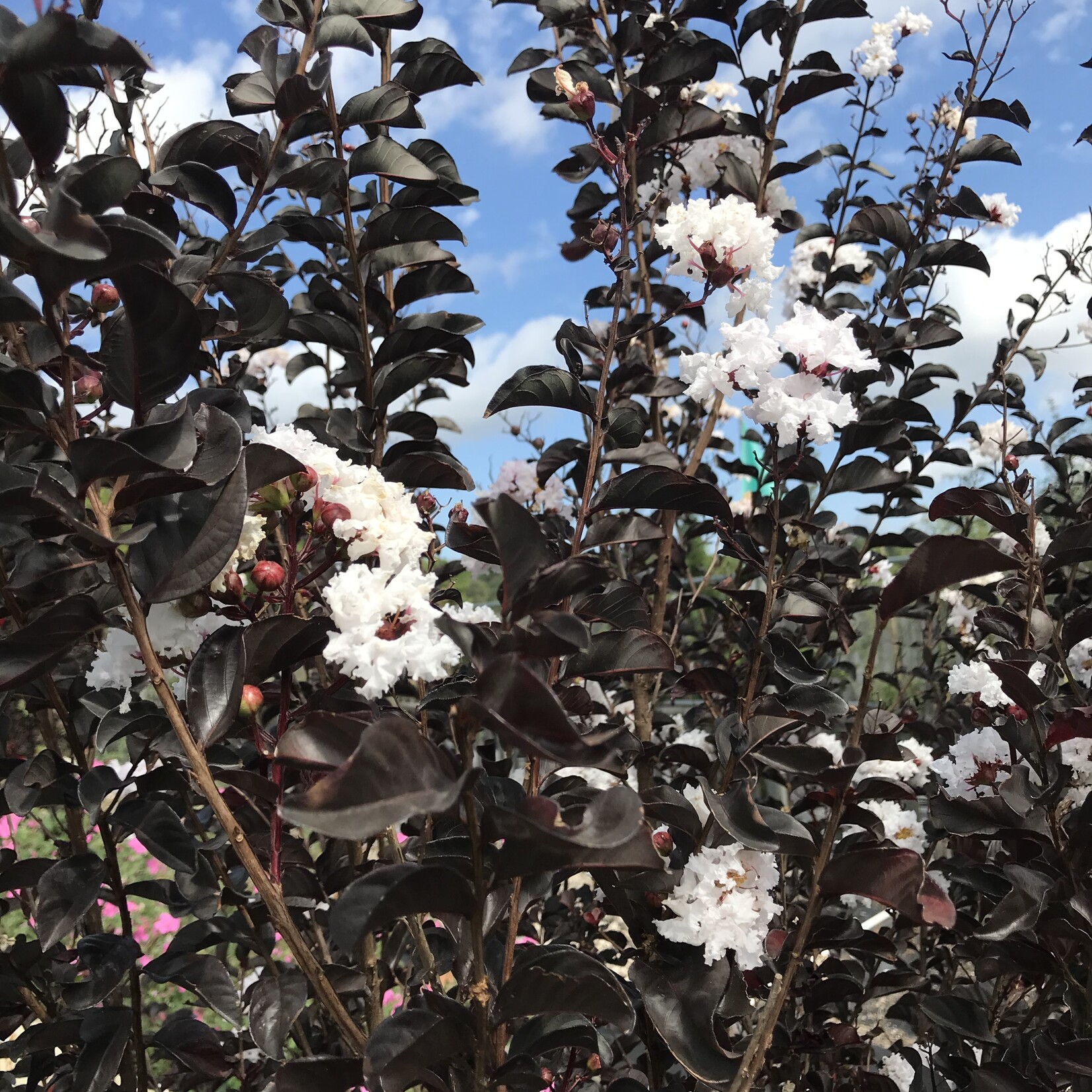 Crape Myrtle, 'Ebony & Ivory' 3G (black leaves white flowers)
