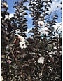 'EBONY AND IVORY' CRAPE MYRTLE PLANT, 3 GALLON