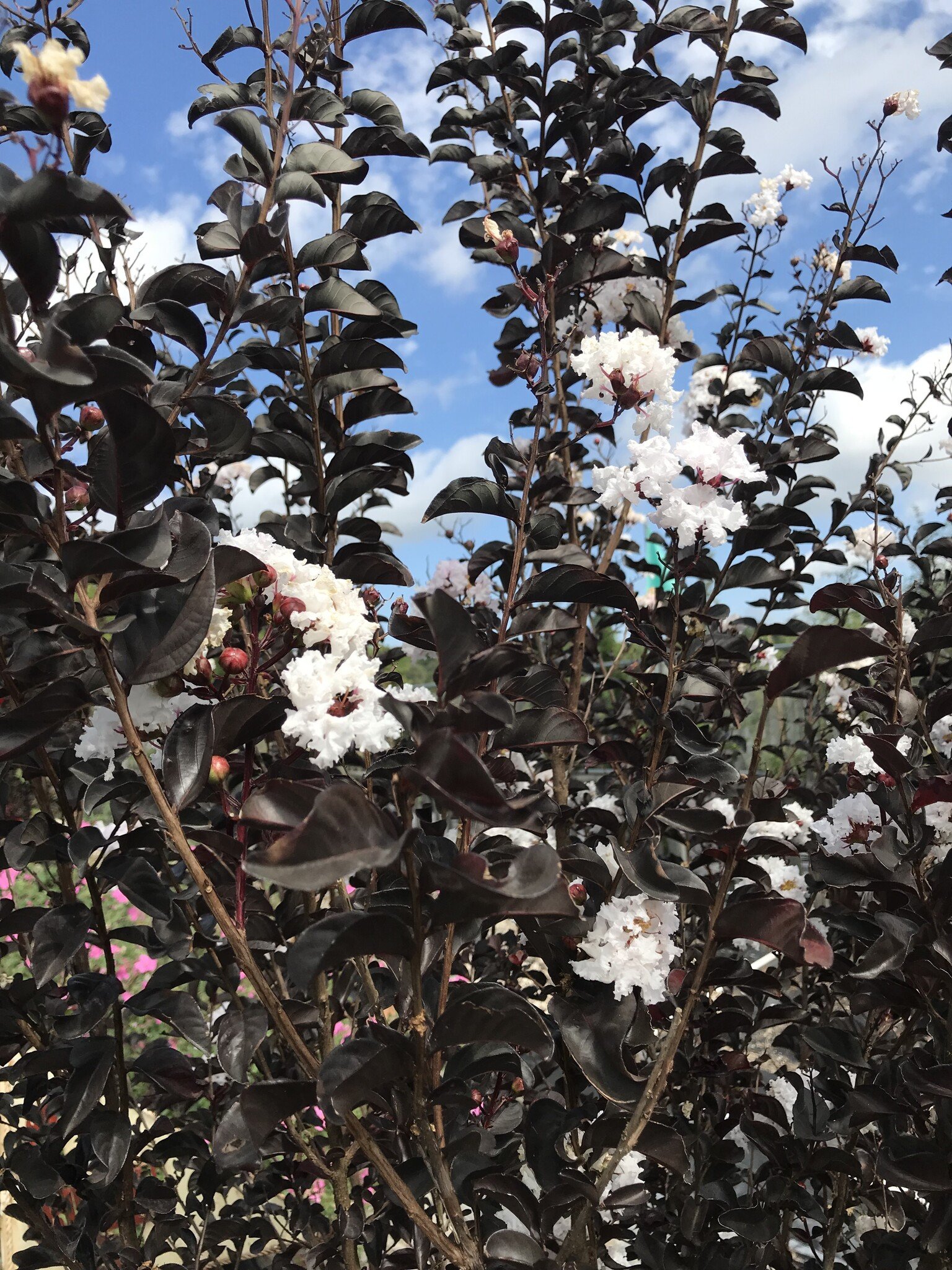 'EBONY AND IVORY' CRAPE MYRTLE PLANT, 3 GALLON