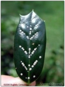 Insect, Scale