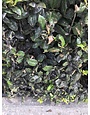 Insect, Scale