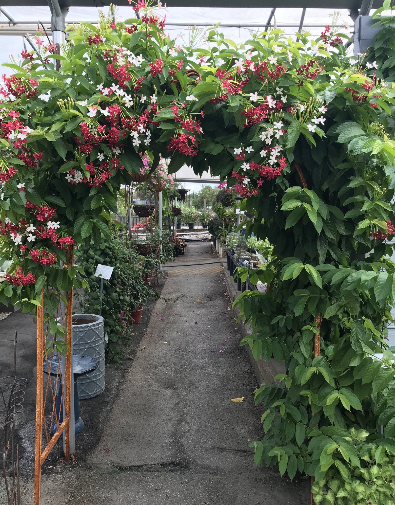 RANGOON CREEPER Vine Single 3G Growers Outlet
