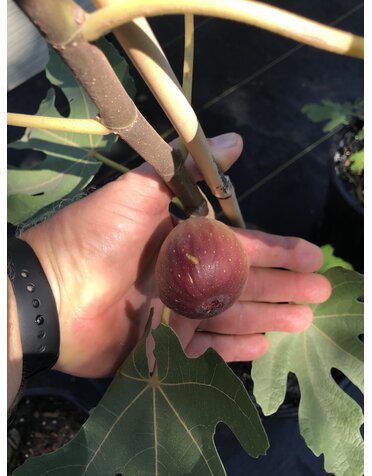 FIG TREE, 'CELESTE', 3G