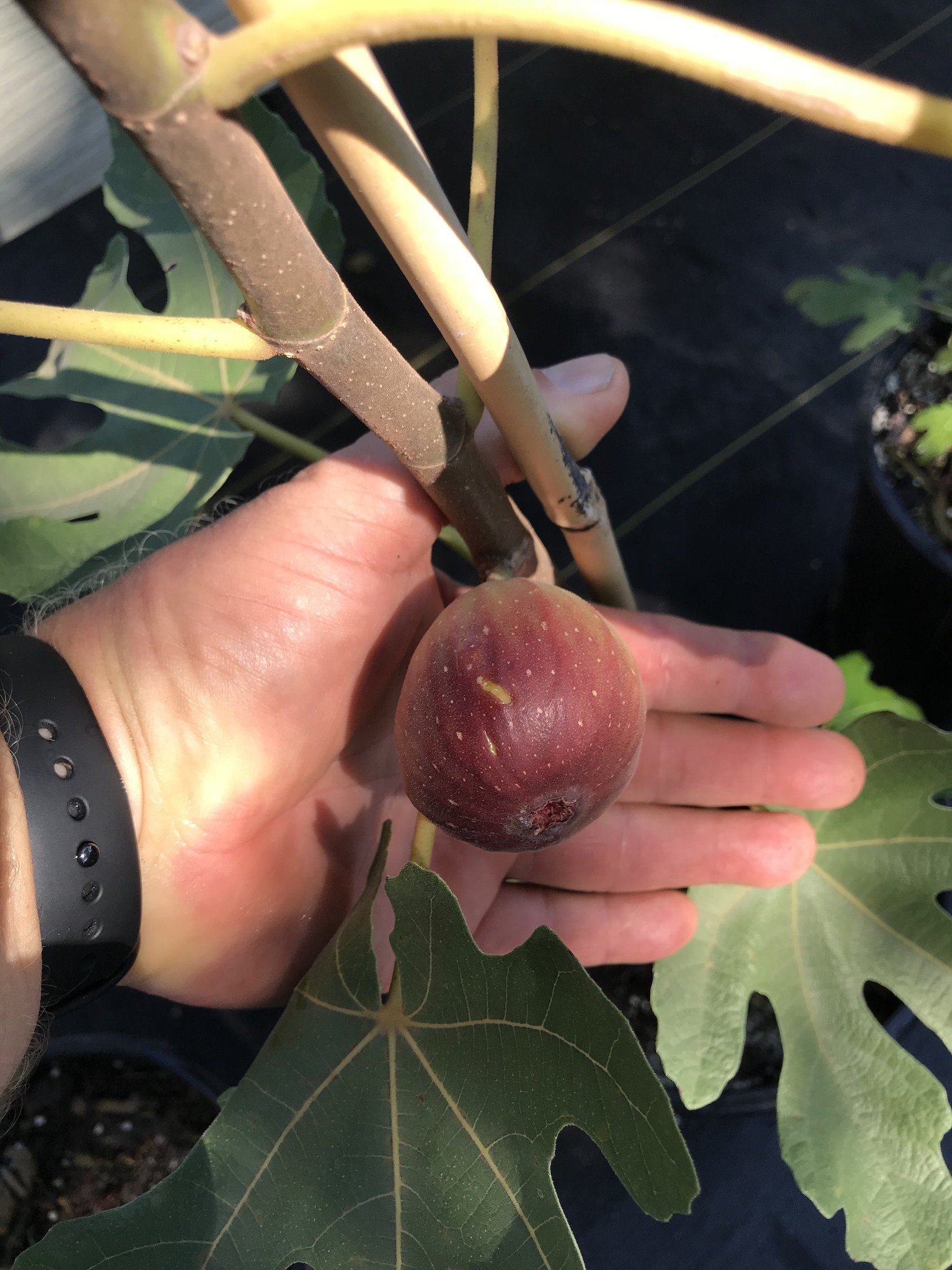 CELESTE FIG TREE, 3 GALLON