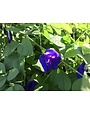 Blue Pea Vine 1 Gallon - Clitoria ternatea