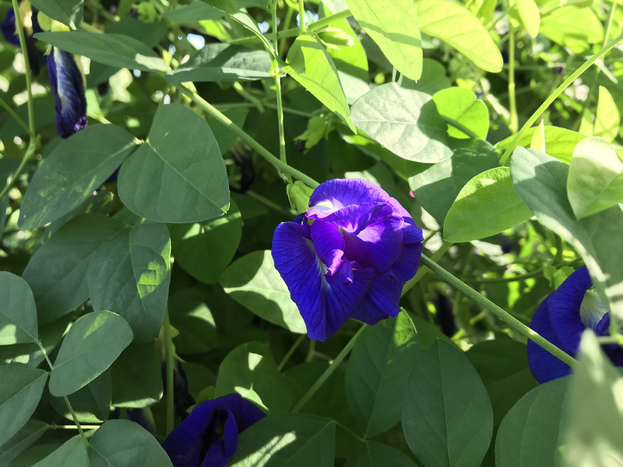 Blue Pea Vine 1 Gallon - Clitoria ternatea