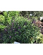 SALVIA, 'AMISTAD PURPLE', 1G