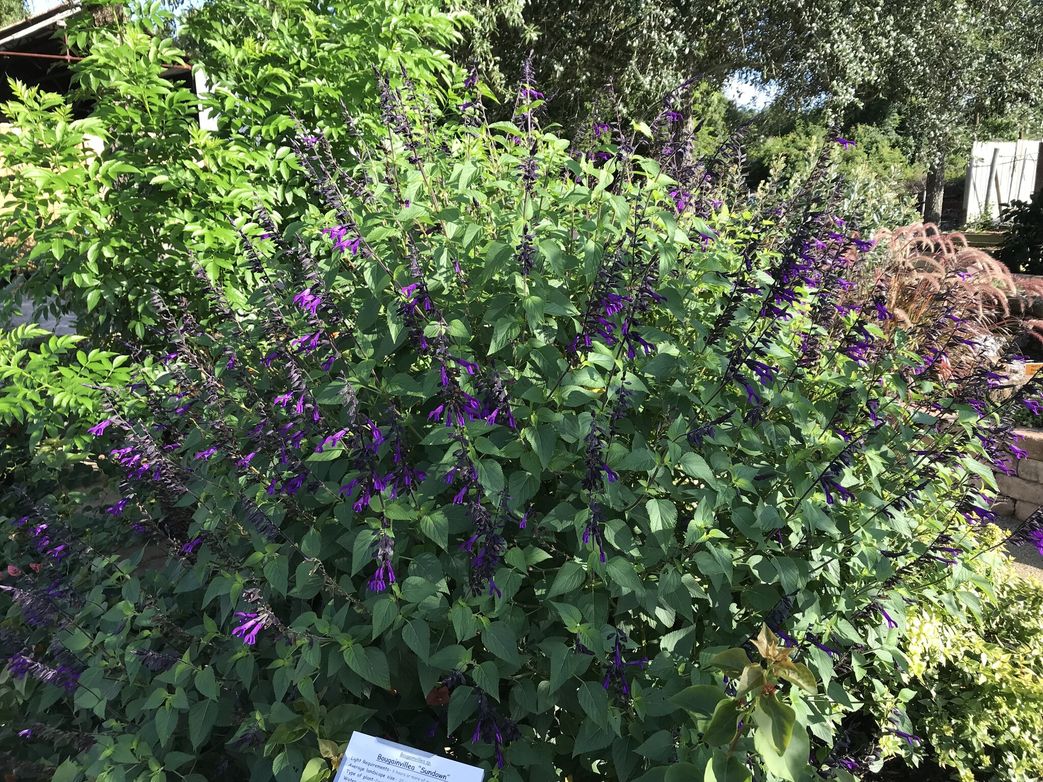 SALVIA, 'AMISTAD PURPLE', 1G