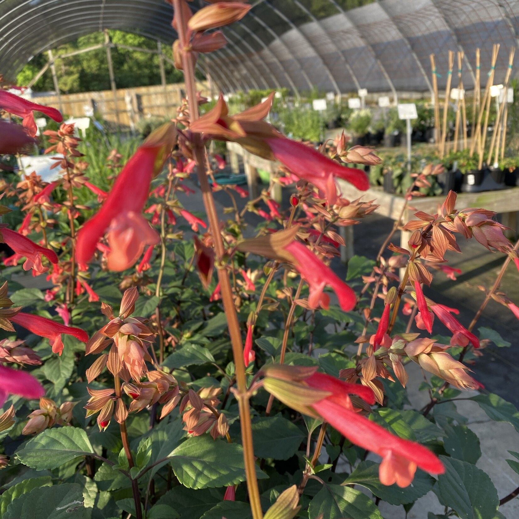 SALVIA, 'EMBERS WISH', 1G