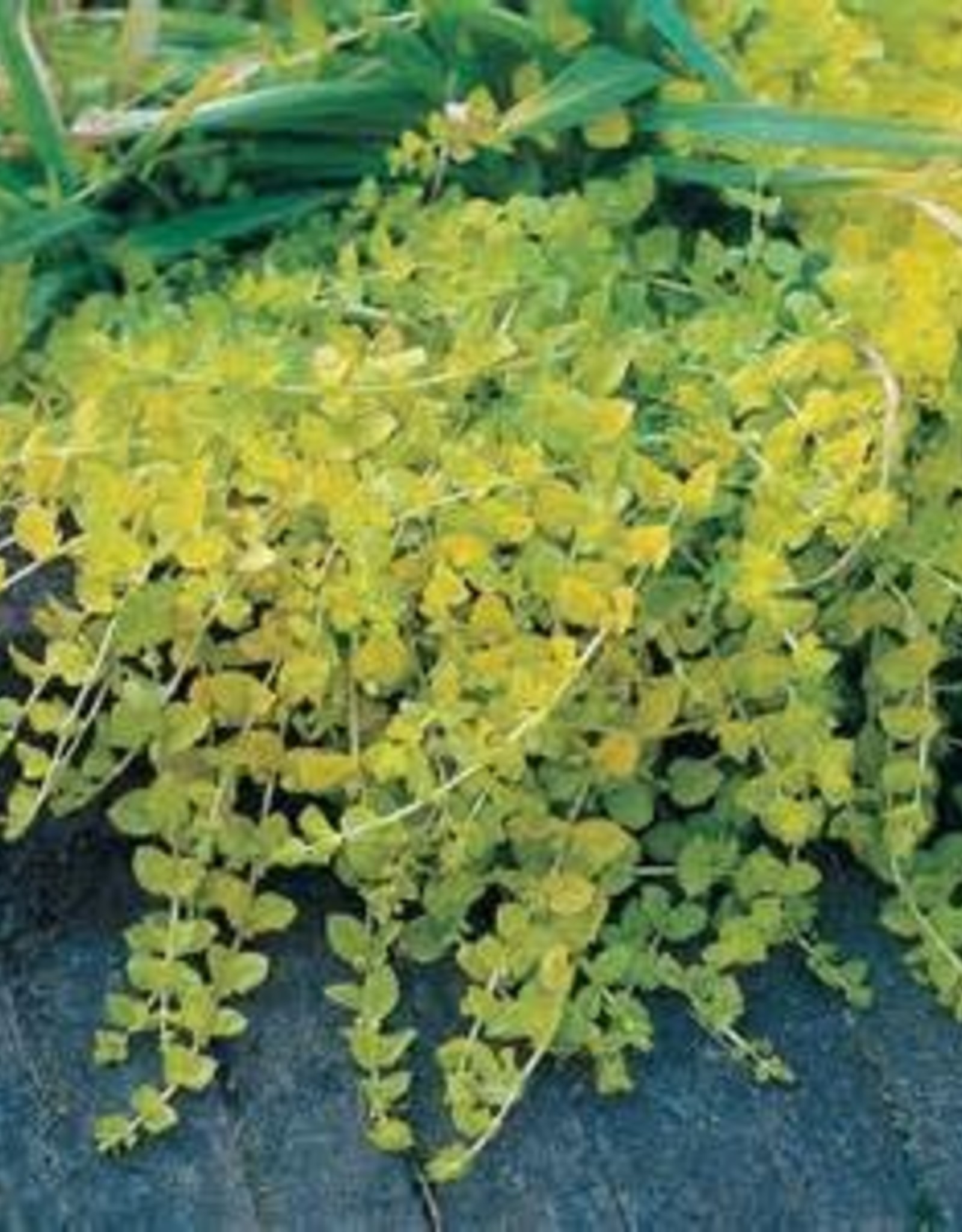 CREEPING JENNY 4" Growers Outlet
