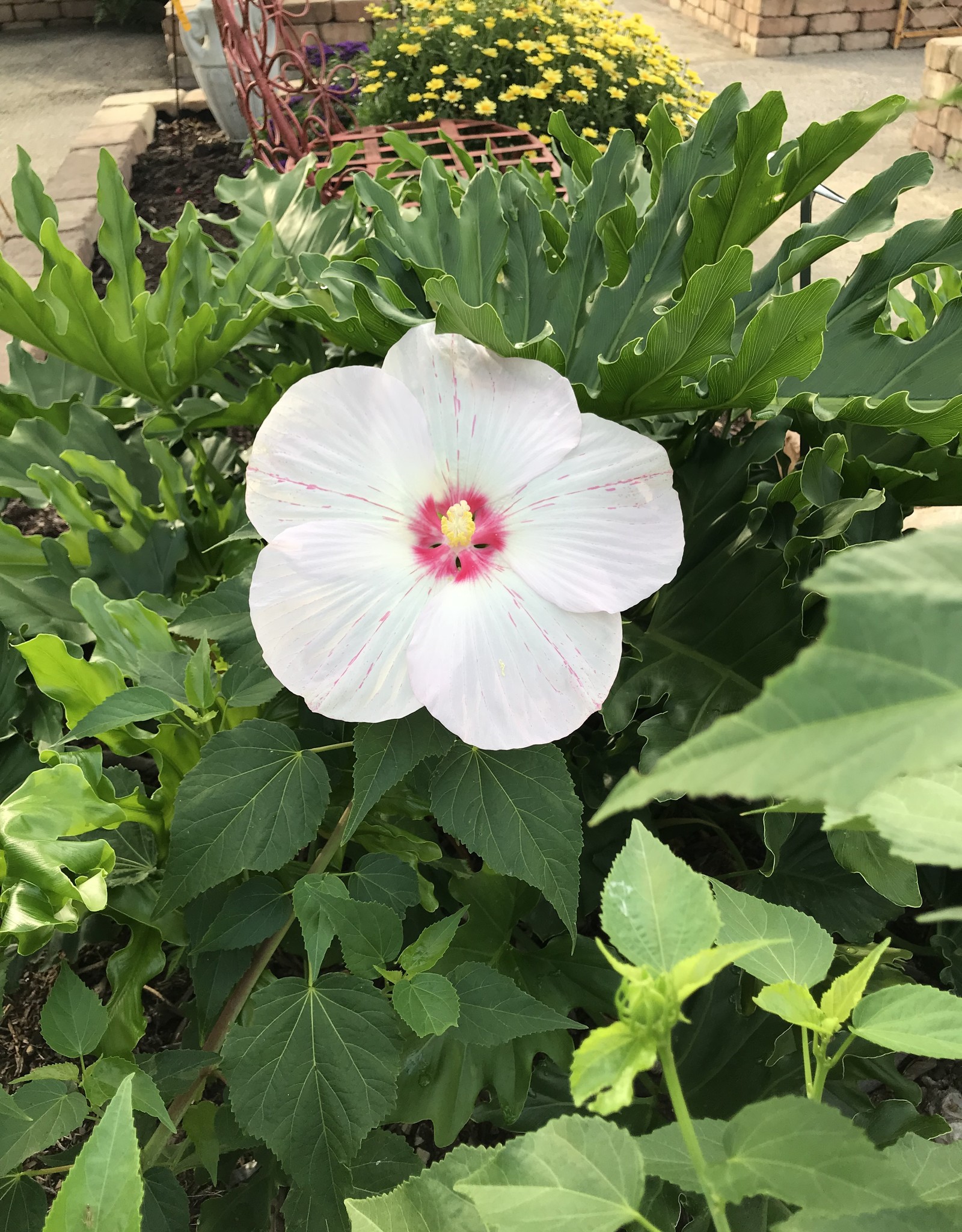 HIBISCUS PERENNIAL, Big Hit White 3G - Growers Outlet