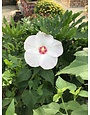'BIG HIT WHITE' PERENNIAL HIBISCUS PLANT, 3 GALLON