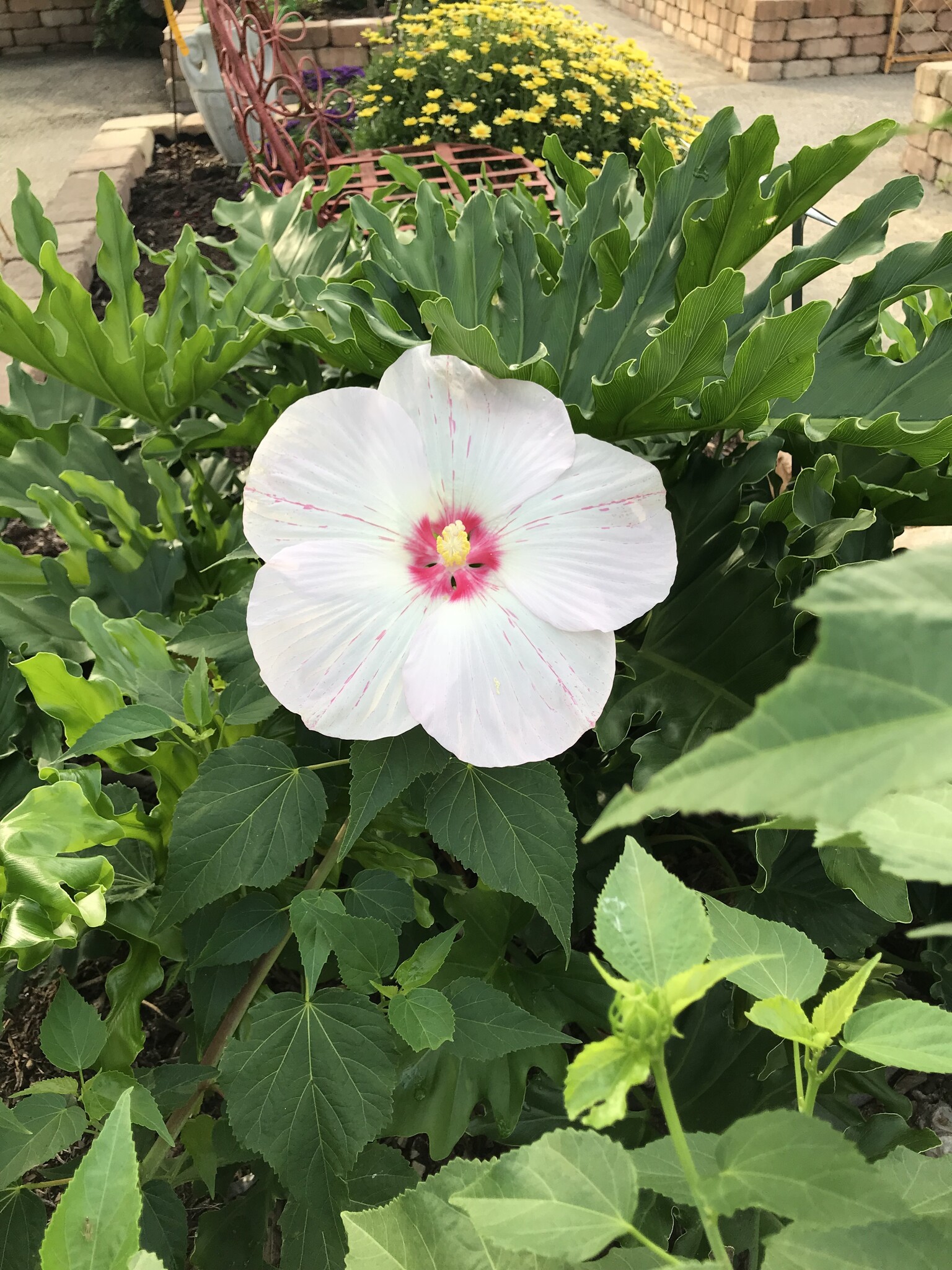 'BIG HIT WHITE' PERENNIAL HIBISCUS PLANT, 3 GALLON