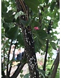 Insect, Scale