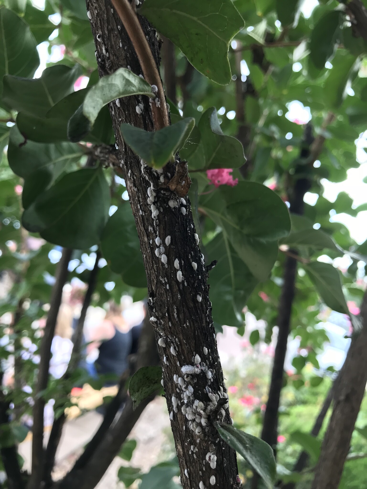 Insect, Scale