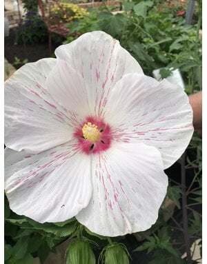 HIBISCUS PERENNIAL, 'BIG HIT WHITE' 3G*