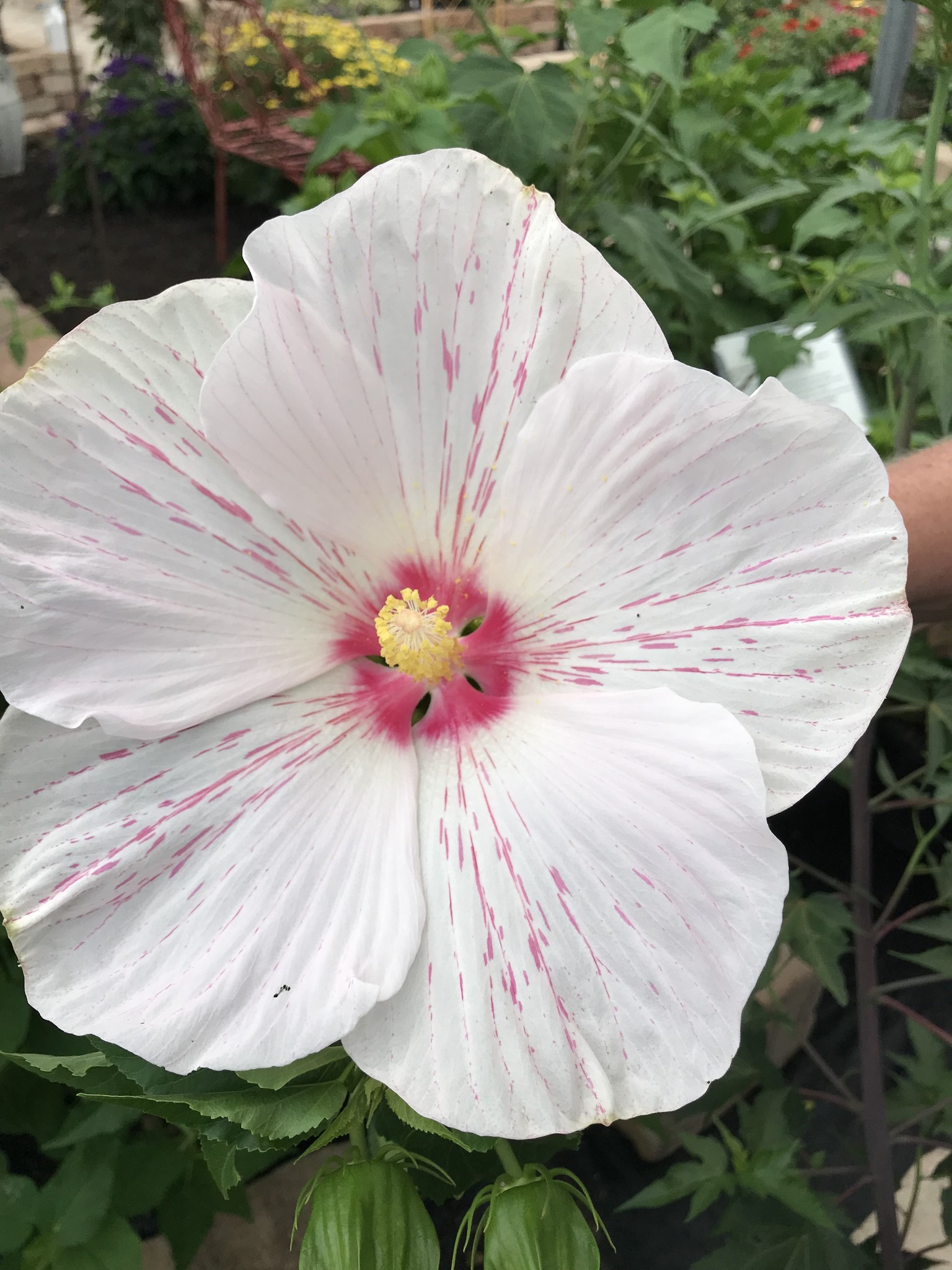 'BIG HIT WHITE' PERENNIAL HIBISCUS PLANT, 3 GALLON
