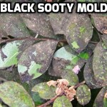 Problem, Black Sooty Mold