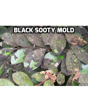 Problem, Black Sooty Mold
